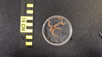 Media type: image;   Invertebrate Zoology 153153 Description: live specimen;